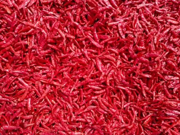 Teja (S17) Red Chillies