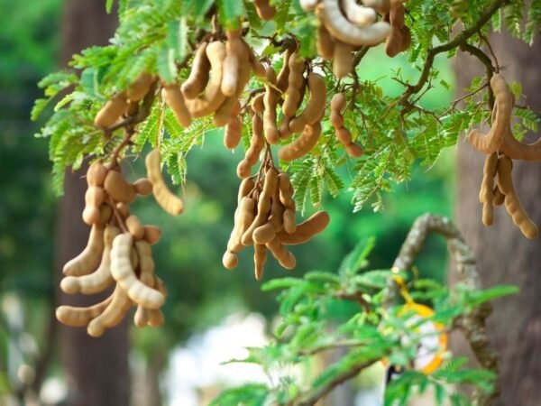 Tamarind Exporter | Premium Indian Tamarind by I Kar Exports - Image 6