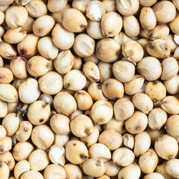 Sorghum Grain