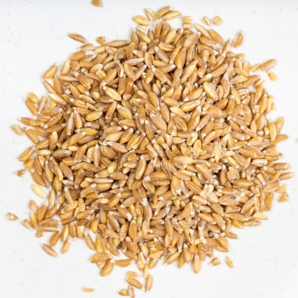 Barley Exporter | Premium Indian Barley Grain by I Kar Exports - Image 2