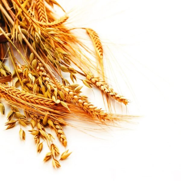 Barley