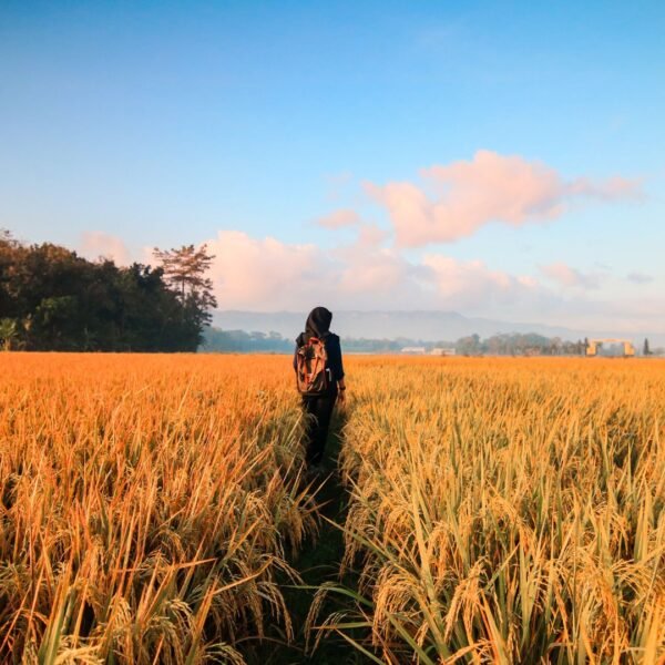Barley Exporter | Premium Indian Barley Grain by I Kar Exports - Image 4
