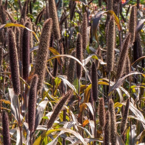 Pearl Millet (Bajra) – The Ancient Grain of Rajasthan - Image 4
