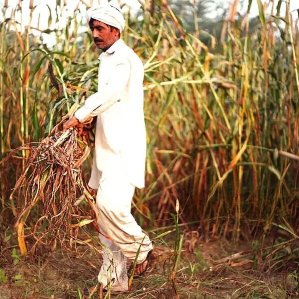 Pearl Millet (Bajra) – The Ancient Grain of Rajasthan - Image 5