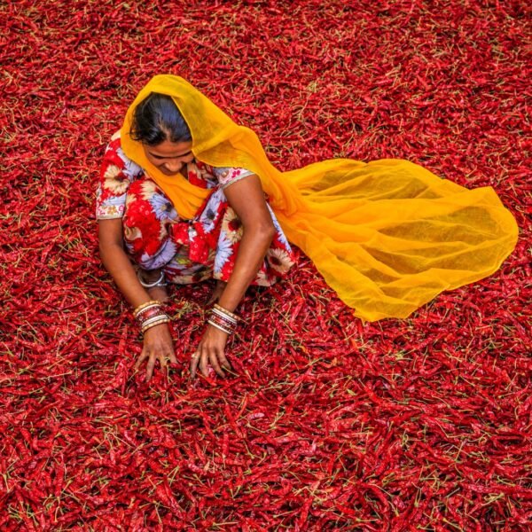 Chilli Flakes Exporter | Premium Red Pepper Flakes Supplier – I Kar Exports - Image 7