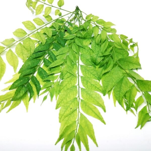 Curry Leaves