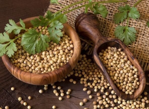 Coriander Seeds