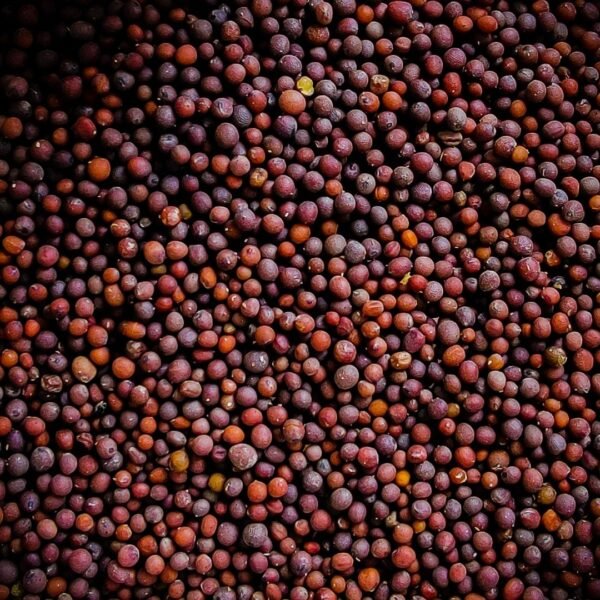 Mustard Seed Exporter | Premium Indian Mustard Seeds by I Kar Exports - Image 4
