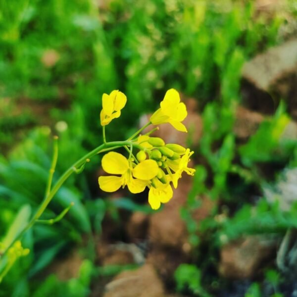 Mustard Seed Exporter | Premium Indian Mustard Seeds by I Kar Exports - Image 3