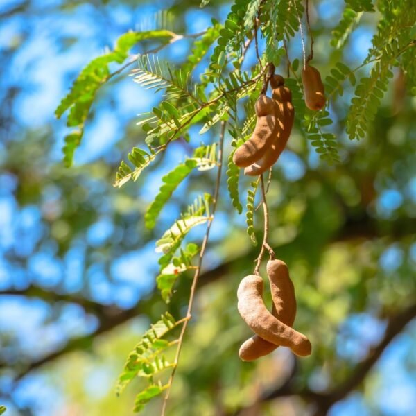 Tamarind Exporter | Premium Indian Tamarind by I Kar Exports - Image 3