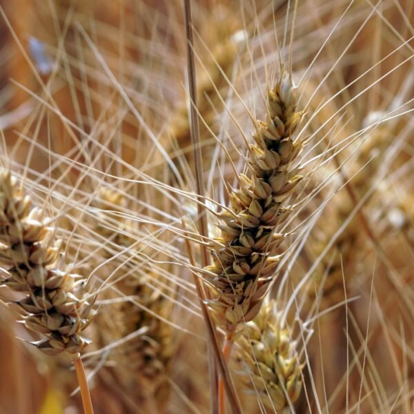 Barley