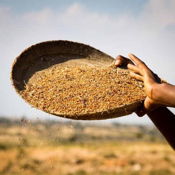 Sorghum Grain