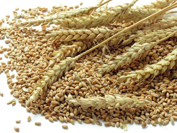 Wheat Grain - Image 3