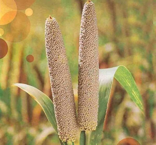 Pearl Millet (Bajra) – The Ancient Grain of Rajasthan
