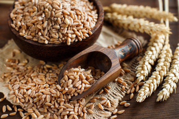 Wheat Grain
