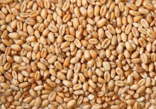 Wheat Grain - Image 2